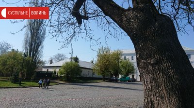 Двохсотлітній "Лесин ясен" у Луцьку рятуватимуть київські науковці