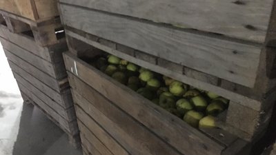 На Львівщині держава відшкодувала фермерам вартість саджанців На Львівщині держава відшкодувала фермерам вартість саджанців