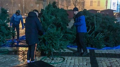 Головна ялинка почала обростати гіллям Головна ялинка почала обростати гіллям
