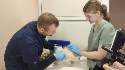 Ветклініка, кліщі, укуси кліщів, 24 квітня 2026, Тернопіль