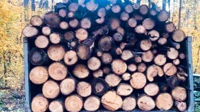 На Прикарпатті впіймали чоловіка, який вирубував дерева у лісосмузі На Прикарпатті впіймали чоловіка, який вирубував дерева у лісосмузі