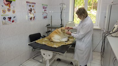 Вакцинація і стерилізація тварин: кінологи з поліції Київщини пропонують допомогу