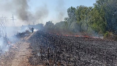 11 пожеж в екосистемах сталося на Закарпатті за добу