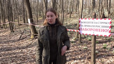 Підсніжники квітують в Холодному Яру на Черкащині Підсніжники квітують в Холодному Яру на Черкащині