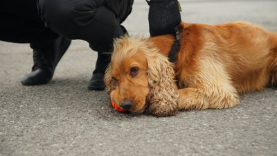 17 кінологічних команд перевіряють вантаж на Закарпатській митниці 17 кінологічних команд перевіряють вантаж на Закарпатській митниці