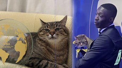 Кіт Степан з Харкова отримав відзнаку для блогерів у Каннах