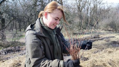 На Дніпропетровщині висадили евакуйований з Запорізької області клен На Дніпропетровщині висадили евакуйований з Запорізької області клен