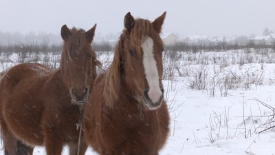 Знайшли нових господарів. Прикарпатець, який під час морозів вигнав коней жити у поле, продав їх