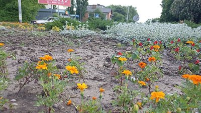 У Житомирі на квітниках вирвали понад 2000 квітів У Житомирі на квітниках вирвали понад 2000 квітів