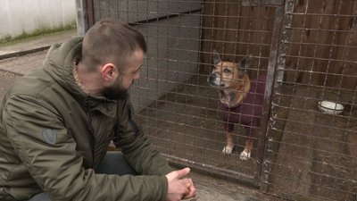 Чекають люблячих господарів: у черкаському притулку живуть собаки-переселенці Чекають люблячих господарів: у черкаському притулку живуть собаки-переселенці
