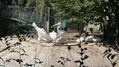 Після ударів по «Епіцентру» у Миколаївському зоопарку пошкоджені вікна та дахи Після ударів по «Епіцентру» у Миколаївському зоопарку пошкоджені вікна та дахи