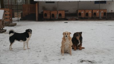 Притулок
