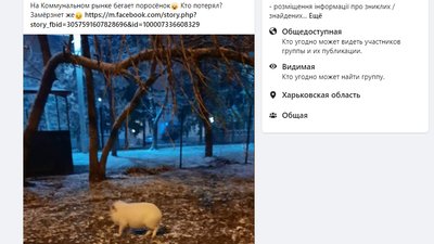 У Харкові загубилося поросятко У Харкові загубилося поросятко