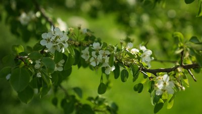 Природа в Запоріжжі, 20 квітня 2026