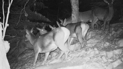 У нацпарку "Синевир" фотопастка зафіксувала низку тварин