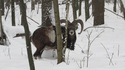 Є червонокнижні зубри та коти: у лісах Вінниччини порахували тварин