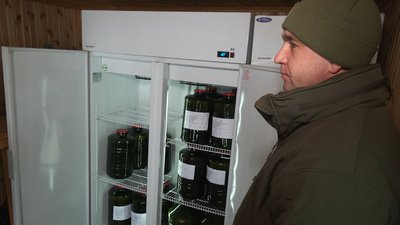 Майбутній ліс: у лісництві на Черкащині заготовляють насіння дерев Майбутній ліс: у лісництві на Черкащині заготовляють насіння дерев