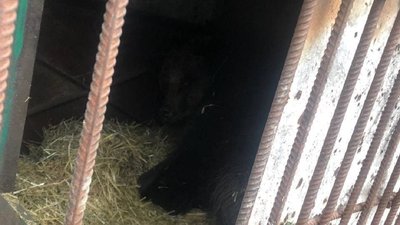 Народились малюки 11 січня, їх ще ніхто не бачив Народились малюки 11 січня, їх ще ніхто не бачив