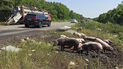 На Кіровоградщині перевернулась вантажівка зі свиньми На Кіровоградщині перевернулась вантажівка зі свиньми