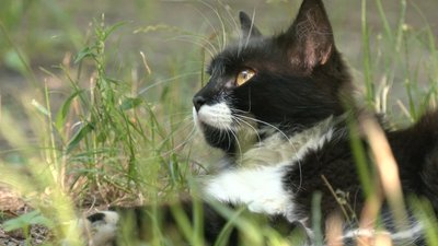 У Черкасах рахували котів-безхатьків У Черкасах рахували котів-безхатьків