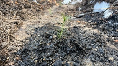 У Києві висадили сіянці сосни