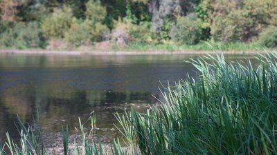 Прозора вода, річковий запах: як відновлюється екосистема Сейму на Сумщині