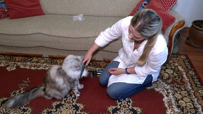Історія кішки породи мейн-кун, яку прихистила рівнянка Історія кішки породи мейн-кун, яку прихистила рівнянка