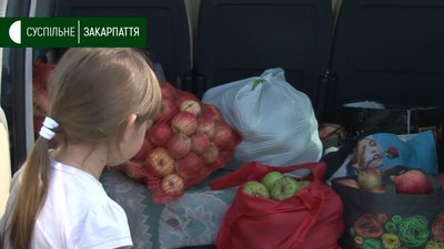 Збір яблук триває у відкритому саду в селі Концово на Ужгородщині