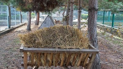 олені олені