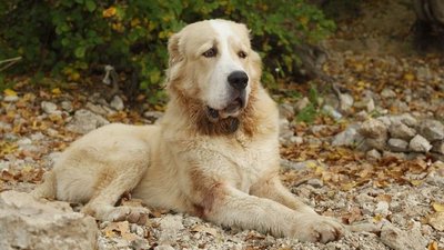 На Одещині собака на смерть покусав 39- річну жінку