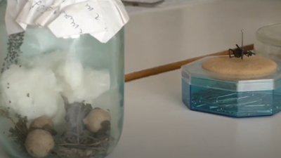 Херсонська родина виявила на своєму подвір'ї павуків каракуртів Херсонська родина виявила на своєму подвір'ї павуків каракуртів