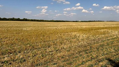 На Кіровоградщині сіють озимий ріпак та зернові культури