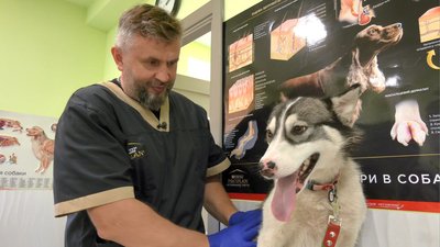 У Черкасах хаскі з Донеччини шукає родину У Черкасах хаскі з Донеччини шукає родину