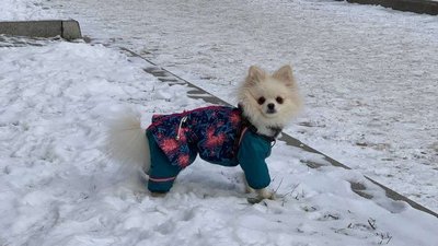 Догляд за собаками взимку. Поради від миколаївського кінолога Догляд за собаками взимку. Поради від миколаївського кінолога