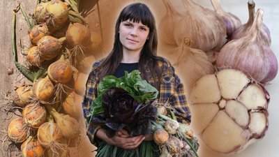 житомир, часник, цибуля, садівниця, Ніна Панасюк, 17 жовтня 2025 року