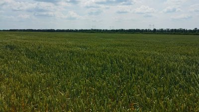 поле, пшениця, озима кроп 