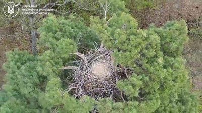 Гніздо орлана-білохвоста виявили на Рівненщині