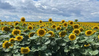 погода, хмарно, дощі, тернопіль, погода тернопіль, 8 серпня, 9 серпня