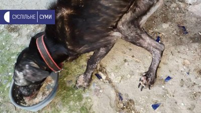 У Сумах в квартирі жінка тримала 15 собак У Сумах в квартирі жінка тримала 15 собак