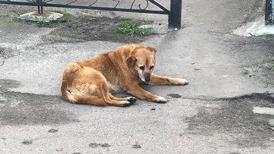 "Пес, якого отруїли, мучиться ще дві години" — бердичівлянин Сергій Михайленко
