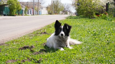 Собака лежить на траві