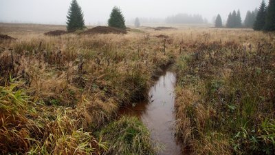 Дощ, місцями грози. Погода на Кіровоградщині на наступний тиждень