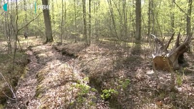Слідство триває, очевидці непокояться: На Рівненщині розслідують незакону вирубку дерев Слідство триває, очевидці непокояться: На Рівненщині розслідують незакону вирубку дерев
