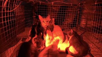Кішка з кошенятами, евакуйовані з окупованих Олешок