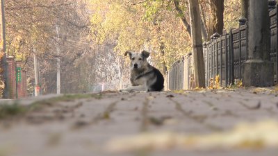 Друг чи вбивця. У Франківську собака ледь не загриз жінку Друг чи вбивця. У Франківську собака ледь не загриз жінку