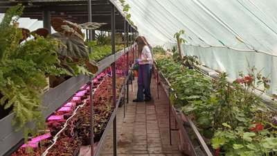 У ліцеї на Хмельниччині готують рослини до весняної висадки