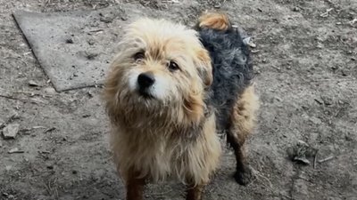 14 бригада, 14 ОМБр, евакуювали кота і пса дроном