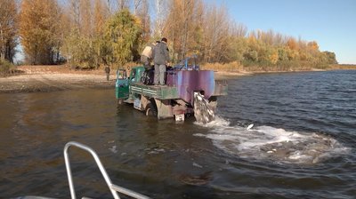 Майже три тонни товстолоба випустили у Дніпро на Черкащині. СУСПІЛЬНЕ | ВІДЕОНОВИНИ