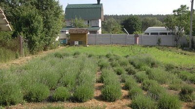 На Житомирщині Марина Лещинська висадила лавандове поле На Житомирщині Марина Лещинська висадила лавандове поле