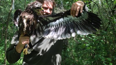 У нацпарку на Волині закільцювали пташеня червонокнижного птаха підорлика великого У нацпарку на Волині закільцювали пташеня червонокнижного птаха підорлика великого